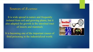 Sources of B.cereus
It is wide spread in nature and frequently
isolated from soil and growing plants, but it
also adapted for growth in the intestinal tract
of insects and mammals
It is becoming one of the important causes of
food poisoning in the industrialized world.
 