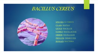 BACILLUS CEREUS
SPECIES: B. CEREUS
CLASS: BACILLI
GENUS: BACILLUS
FAMILY: BACILLACEAE
ORDER: BACILLALES
PHYLUM: FIRMICUTES
DOMAIN: BACTERIA
 