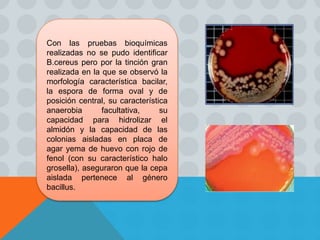 Con las pruebas bioquímicas
realizadas no se pudo identificar
B.cereus pero por la tinción gran
realizada en la que se observó la
morfología característica bacilar,
la espora de forma oval y de
posición central, su característica
anaerobia facultativa, su
capacidad para hidrolizar el
almidón y la capacidad de las
colonias aisladas en placa de
agar yema de huevo con rojo de
fenol (con su característico halo
grosella), aseguraron que la cepa
aislada pertenece al género
bacillus.
 