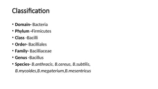 Bacillus group of microrganisms class .pptx