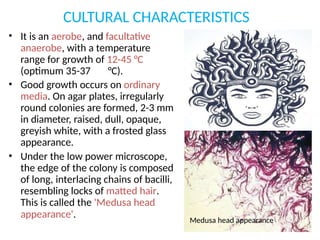CULTURAL CHARACTERISTICS
• It is an aerobe, and facultative
anaerobe, with a temperature
range for growth of 12-45 °C
(optimum 35-37 °C).
• Good growth occurs on ordinary
media. On agar plates, irregularly
round colonies are formed, 2-3 mm
in diameter, raised, dull, opaque,
greyish white, with a frosted glass
appearance.
• Under the low power microscope,
the edge of the colony is composed
of long, interlacing chains of bacilli,
resembling locks of matted hair.
This is called the 'Medusa head
appearance'. Medusa head appearance
 