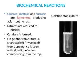 BIOCHEMICAL REACTIONS
• Glucose, maltose and sucrose
are fermented producing
acid but no gas.
• Nitrates are reduced to
nitrites.
• Catalase is formed.
• On gelatin stab culture, a
characteristic 'inverted fir
tree' appearance is seen,
with slow liquefaction
commencing from the top.
Gelatine stab culture
 