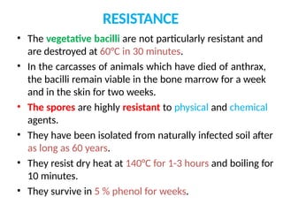 RESISTANCE
• The vegetative bacilli are not particularly resistant and
are destroyed at 60°C in 30 minutes.
• In the carcasses of animals which have died of anthrax,
the bacilli remain viable in the bone marrow for a week
and in the skin for two weeks.
• The spores are highly resistant to physical and chemical
agents.
• They have been isolated from naturally infected soil after
as long as 60 years.
• They resist dry heat at 140°C for 1-3 hours and boiling for
10 minutes.
• They survive in 5 % phenol for weeks.
 