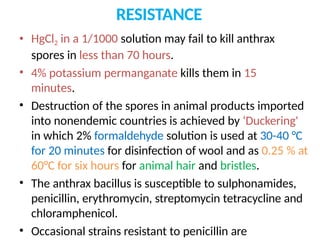 RESISTANCE
• HgCl2 in a 1/1000 solution may fail to kill anthrax
spores in less than 70 hours.
• 4% potassium permanganate kills them in 15
minutes.
• Destruction of the spores in animal products imported
into nonendemic countries is achieved by ‘Duckering'
in which 2% formaldehyde solution is used at 30-40 °C
for 20 minutes for disinfection of wool and as 0.25 % at
60°C for six hours for animal hair and bristles.
• The anthrax bacillus is susceptible to sulphonamides,
penicillin, erythromycin, streptomycin tetracycline and
chloramphenicol.
• Occasional strains resistant to penicillin are
 