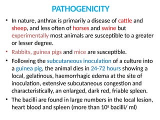 PATHOGENICITY
• In nature, anthrax is primarily a disease of cattle and
sheep, and less often of horses and swine but
experimentally most animals are susceptible to a greater
or lesser degree.
• Rabbits, guinea pigs and mice are susceptible.
• Following the subcutaneous inoculation of a culture into
a guinea pig, the animal dies in 24-72 hours showing a
local, gelatinous, haemorrhagic edema at the site of
inoculation, extensive subcutaneous congestion and
characteristically, an enlarged, dark red, friable spleen.
• The bacilli are found in large numbers in the local lesion,
heart blood and spleen (more than 108 bacilli/ ml)
 