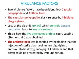 VIRULANCE FACTORS
• Two virulence factors have been identified- Capsular
polypeptide and Anthrax toxin.
• The capsular polypeptide aids virulence by inhibiting
phagocytosis.
• Loss of the plasmid (pX 02) which controls capsule
production leads to loss of virulence.
• This is how the live attenuated anthrax spore vaccine
(Sterne strain) was obtained.
• The anthrax toxin was identified by the finding that the
injection of sterile plasma of guinea pigs dying of
anthrax into healthy guinea pigs killed them and that
death could be prevented by immune serum.
 