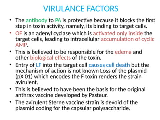 VIRULANCE FACTORS
• The antibody to PA is protective because it blocks the first
step in toxin activity, namely, its binding to target cells.
• OF is an adenyl cyclase which is activated only inside the
target cells, leading to intracellular accumulation of cyclic
AMP.
• This is believed to be responsible for the edema and
other biological effects of the toxin.
• Entry of LF into the target cell causes cell death but the
mechanism of action is not known Loss of the plasmid
(pX 01) which encodes the F toxin renders the strain
avirulent.
• This is believed to have been the basis for the original
anthrax vaccine developed by Pasteur.
• The avirulent Sterne vaccine strain is devoid of the
plasmid coding for the capsular polysaccharide.
 