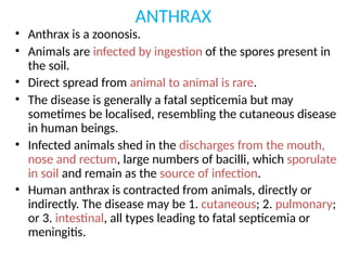 ANTHRAX
• Anthrax is a zoonosis.
• Animals are infected by ingestion of the spores present in
the soil.
• Direct spread from animal to animal is rare.
• The disease is generally a fatal septicemia but may
sometimes be localised, resembling the cutaneous disease
in human beings.
• Infected animals shed in the discharges from the mouth,
nose and rectum, large numbers of bacilli, which sporulate
in soil and remain as the source of infection.
• Human anthrax is contracted from animals, directly or
indirectly. The disease may be 1. cutaneous; 2. pulmonary;
or 3. intestinal, all types leading to fatal septicemia or
meningitis.
 