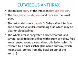 CUTATEOUS ANTHRAX
• This follows entry of the infection through the skin.
• The face, neck, hands, arms and back are the usual
sites.
• The lesion starts as a papule 1- 3 days after infection
and becomes vesicular, containing fluid which may be
clear or bloodstained
• The whole area is congested and edematous, and
several satellite lesions filled with serum or yellow fluid
are arranged round a central necrotic lesion which is
covered by a black eschar (The name anthrax, which
means coal, comes from the black colour of the
eschar.)
 
