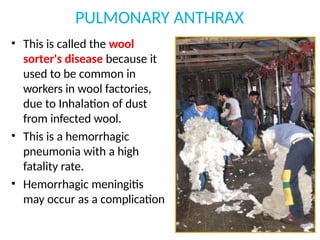 PULMONARY ANTHRAX
• This is called the wool
sorter's disease because it
used to be common in
workers in wool factories,
due to Inhalation of dust
from infected wool.
• This is a hemorrhagic
pneumonia with a high
fatality rate.
• Hemorrhagic meningitis
may occur as a complication
 