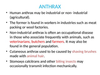 ANTHRAX
• Human anthrax may be industrial or non- industrial
(agricultural).
• The former is found in workers in industries such as meat
packing or wool factories.
• Non-industrial anthrax is often an occupational disease
in those who associate frequently with animals, such as
veterinarians, butchers and farmers. It may also be
found in the general population.
• Cutaneous anthrax used to be caused by shaving brushes
made with animal hair.
• Stomoxys calcitrans and other biting insects may
occasionally transmit infection mechanically.
 