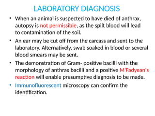 LABORATORY DIAGNOSIS
• When an animal is suspected to have died of anthrax,
autopsy is not permissible, as the spilt blood will lead
to contamination of the soil.
• An ear may be cut off from the carcass and sent to the
laboratory. Alternatively, swab soaked in blood or several
blood smears may be sent.
• The demonstration of Gram- positive bacilli with the
morphology of anthrax bacilli and a positive M'Fadyean's
reaction will enable presumptive diagnosis to be made.
• Immunofluorescent microscopy can confirm the
identification.
 