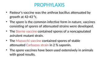 PROPHYLAXIS
• Pasteur's vaccine was the anthrax bacillus attenuated by
growth at 42-43 °c.
• The spore is the common infective form in nature, vaccines
consisting of spores of attenuated strains were developed.
• The Sterne vaccine contained spores of a noncapsulated
avirulent mutant strain.
• The Mazucchi vaccine contained spores of stable
attenuated Carbazoo strain in 2 % saponin.
• The spore vaccines have been used extensively in animals
with good results.
 