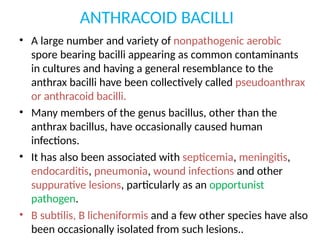 ANTHRACOID BACILLI
• A large number and variety of nonpathogenic aerobic
spore bearing bacilli appearing as common contaminants
in cultures and having a general resemblance to the
anthrax bacilli have been collectively called pseudoanthrax
or anthracoid bacilli.
• Many members of the genus bacillus, other than the
anthrax bacillus, have occasionally caused human
infections.
• It has also been associated with septicemia, meningitis,
endocarditis, pneumonia, wound infections and other
suppurative lesions, particularly as an opportunist
pathogen.
• B subtilis, B licheniformis and a few other species have also
been occasionally isolated from such lesions..
 