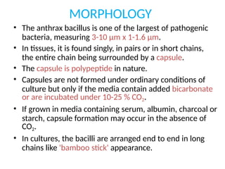 MORPHOLOGY
• The anthrax bacillus is one of the largest of pathogenic
bacteria, measuring 3-10 µm x 1-1.6 µm.
• In tissues, it is found singly, in pairs or in short chains,
the entire chain being surrounded by a capsule.
• The capsule is polypeptide in nature.
• Capsules are not formed under ordinary conditions of
culture but only if the media contain added bicarbonate
or are incubated under 10-25 % CO2.
• If grown in media containing serum, albumin, charcoal or
starch, capsule formation may occur in the absence of
CO2.
• In cultures, the bacilli are arranged end to end in long
chains like 'bamboo stick' appearance.
 