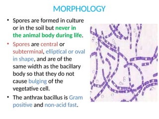 MORPHOLOGY
• Spores are formed in culture
or in the soil but never in
the animal body during life.
• Spores are central or
subterminal, elliptical or oval
in shape, and are of the
same width as the bacillary
body so that they do not
cause bulging of the
vegetative cell.
• The anthrax bacillus is Gram
positive and non-acid fast.
 