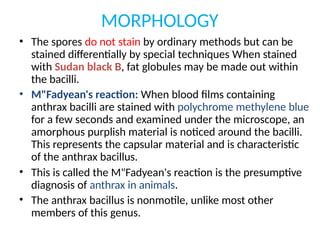 MORPHOLOGY
• The spores do not stain by ordinary methods but can be
stained differentially by special techniques When stained
with Sudan black B, fat globules may be made out within
the bacilli.
• M"Fadyean's reaction: When blood films containing
anthrax bacilli are stained with polychrome methylene blue
for a few seconds and examined under the microscope, an
amorphous purplish material is noticed around the bacilli.
This represents the capsular material and is characteristic
of the anthrax bacillus.
• This is called the M"Fadyean's reaction is the presumptive
diagnosis of anthrax in animals.
• The anthrax bacillus is nonmotile, unlike most other
members of this genus.
 