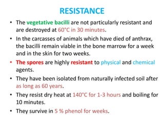 RESISTANCE
• The vegetative bacilli are not particularly resistant and
are destroyed at 60°C in 30 minutes.
• In the carcasses of animals which have died of anthrax,
the bacilli remain viable in the bone marrow for a week
and in the skin for two weeks.
• The spores are highly resistant to physical and chemical
agents.
• They have been isolated from naturally infected soil after
as long as 60 years.
• They resist dry heat at 140°C for 1-3 hours and boiling for
10 minutes.
• They survive in 5 % phenol for weeks.
 