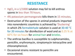 RESISTANCE
• HgCl2 in a 1/1000 solution may fail to kill anthrax
spores in less than 70 hours.
• 4% potassium permanganate kills them in 15 minutes.
• Destruction of the spores in animal products imported
into nonendemic countries is achieved by ‘Duckering'
in which 2% formaldehyde solution is used at 30-40 °C
for 20 minutes for disinfection of wool and as 0.25 % at
60°C for six hours for animal hair and bristles.
• The anthrax bacillus is susceptible to sulphonamides,
penicillin, erythromycin, streptomycin tetracycline and
chloramphenicol.
• Occasional strains resistant to penicillin are
encountered.
 