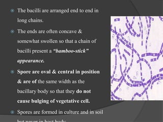Bacillus & non sporing anaerobes | PPTX