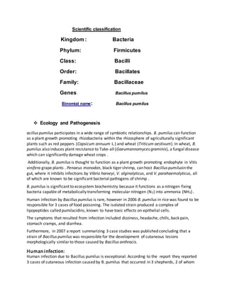 Scientific classification
Kingdom : Bacteria
Phylum: Firmicutes
Class: Bacilli
Order: Bacillates
Family: Bacillaceae
Genes : Bacillus pumilus
Binomial name: Bacillus pumilus
 Ecology and Pathogenesis
acillus pumilus participates in a wide range of symbiotic relationships. B. pumilus can function
as a plant growth promoting rhizobacteria within the rhizosphere of agriculturally significant
plants such as red peppers (Capsicum annuum L.) and wheat (Triticum aestivum). In wheat, B.
pumilus also induces plant resistance to Take-all (Gaeumannomyces graminis), a fungal disease
which can significantly damage wheat crops .
Additionally, B. pumilus is thought to function as a plant growth promoting endophyte in Vitis
vinifera grape plants . Penaeus monodon, black tiger shrimp, can host Bacillus pumilusin the
gut, where it inhibits infections by Vibrio harveyi, V. alginolyticus, and V. parahaemolyticus, all
of which are known to be significant bacterial pathogens of shrimp .
B. pumilus is significant to ecosystem biochemistry because it functions as a nitrogen fixing
bacteria capable of metabolically transforming molecular nitrogen (N2) into ammonia (NH3) .
Human infection by Bacillus pumilus is rare, however in 2006 B. pumilus in rice was found to be
responsible for 3 cases of food poisoning. The isolated strain produced a complex of
lipopeptides called pumilacidins, known to have toxic effects on epithelial cells.
The symptoms that resulted from infection included dizziness, headache, chills, back pain,
stomach cramps, and diarrhea.
Furthermore, in 2007 a report summarizing 3 case studies was published concluding that a
strain of Bacillus pumilus was responsible for the development of cutaneous lesions
morphologically similar to those caused by Bacillus anthracis.
Human infection:
Human infection due to Bacillus pumilus is exceptional. According to the report they reported
3 cases of cutaneous infection caused by B. pumilus that occurred in 3 shepherds, 2 of whom
 