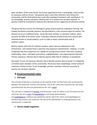 were members of the same family. The lesions appeared to have a morphology similar to that
of cutaneous anthrax lesions. Two patients were cured after treatment with amoxicillin-
clavulanate, and the third patient was cured after prolonged treatment with ciprofloxacin. To
our knowledge, primary cutaneous infection due to B. pumilus has not been reported. B.
pumilus should be considered in patients who develop lesions suggestive of cutaneous anthrax.
The genus Bacillus consists of a heterogenic group of gram-positive, endospore-forming, rod-
shaped, facultative anaerobic bacteria. Bacillus anthracis is the causative agent of anthrax. The
disease can occur in different forms . By far the most common is cutaneous anthrax, which
accounts for>90% of all human cases. Cutaneous infection usually results from contact with
infected animals or animal products (such as hides or wool) contaminated with B.
anthracis spores.
Bacillus species other than B. anthracis produce spores that are widespread in the
environment, and isolation from a specimen may represent contamination. However, it is well
recognized that these organisms are capable of causing serious human infections, including
endocarditis, sepsis, meningitis, pneumonia, endophthalmitis, and surgical wound infections .
Primary cutaneous infection due to Bacillus species other than B. anthracis is exceptional.
We report 3 cases of cutaneous infection due to Bacillus pumilus that occurred in 3 shepherds,
2 of whom were members of the same family. The lesions had a morphology similar to that of
cutaneous anthrax lesions. To our knowledge, primary cutaneous infection caused by B.
pumilus has not been reported.
Environmental roles
 Cell wall:
The cell wall of Bacillus is a structure on the outside of the cell that forms the second barrier
between the bacterium and the environment, and at the same time maintains the rod shape
and withstands the pressure generated by the cell's turgor.
The cell wall is composed of teichoic and teichuronic acids. B. subtilis is the first bacterium for
which the role of an actin-likecytoskeleton in cell shape determination
and peptidoglycan synthesis was identified, and for which the entire set of peptidoglycan-
synthesizing enzymes was localised. The role of the cytoskeleton in shape generation and
maintenance is important
 Use as model organism:
 