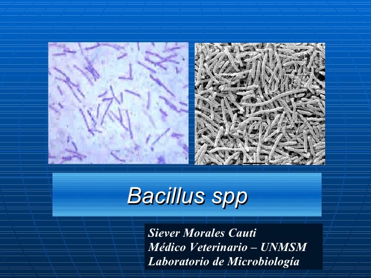 Бактерия spp. Микроморфология Bacillus subtilis. SPP бактерии. Бациллы (род). Бациллы положительные или отрицательные.