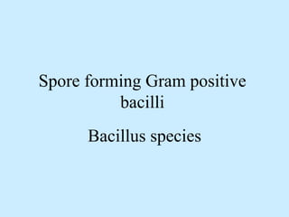 Spore forming Gram positive
bacilli
Bacillus species
 