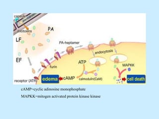 cAMP=cyclic adinosine monophosphate
MAPKK=mitogen activated protein kinase kinase
 