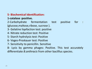 5- Biochemical Identification:
1-catalase :positive.
2-Carbohydrate fermentation test positive for :
(glucose,maltose,ribose, sucrose ).
3- Gelatine liqefaction test: positive
4- Nitrate reduction test: Positive
5- Starch hydrolysis test: Positive
6- Voges-Proskauer test: Positive
7- Sensitivity to penicillin. Sensitive
8- Lysis by gamma phages: Positive. This test accurately
differentiate B.anthracis from other bacilllus species.
26
 