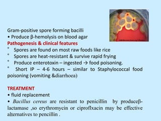 Gram-positive spore forming bacilli
• Produce β-hemolysis on blood agar
Pathogenesis & clinical features
° Spores are found on most raw foods like rice
° Spores are heat-resistant & survive rapid frying
° Produce enterotoxin – ingested → food poisoning.
° Short IP – 4-6 hours – similar to Staphylococcal food
poisoning (vomiting &diarrhoea)
TREATMENT
• fluid replacement
• Bacillus cereus are resistant to penicillin by produceβ-
lactamase ,so erythromycin or ciproflxacin may be effective
alternatives to pencillin .
32
 