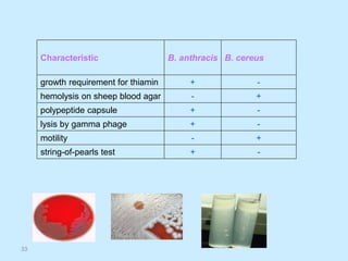 33
B. cereus
B. anthracis
Characteristic
-
+
growth requirement for thiamin
+
-
hemolysis on sheep blood agar
-
+
polypeptide capsule
-
+
lysis by gamma phage
+
-
motility
-
+
string-of-pearls test
 