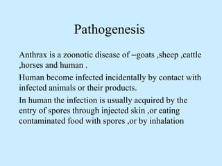Pathogenesis
Anthrax is a zoonotic disease of –goats ,sheep ,cattle
,horses and human .
Human become infected incidentally by contact with
infected animals or their products.
In human the infection is usually acquired by the
entry of spores through injected skin ,or eating
contaminated food with spores ,or by inhalation
 