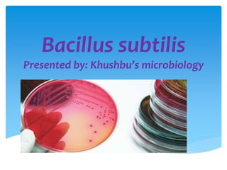 Bacillus subtilis
Presented by: Khushbu’s microbiology
 