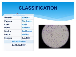 Bacillus subtilis