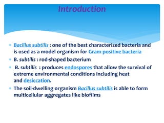Bacillus subtilis