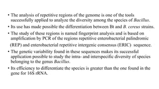 • The analysis of repetitive regions of the genome is one of the tools
successfully applied to analyze the diversity among the species of Bacillus.
• Its use has made possible the differentiation between Bt and B. cereus strains.
• The study of these regions is named fingerprint analysis and is based on
amplification by PCR of the regions repetitive enterobacterial palindromic
(REP) and enterobacterial repetitive intergenic consensus (ERIC) sequence.
• The genetic variability found in these sequences makes its successful
application possible to study the intra- and interspecific diversity of species
belonging to the genus Bacillus.
• Its efficiency to differentiate the species is greater than the one found in the
gene for 16S rRNA.
 