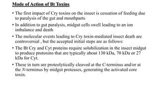 Mode of Action of Bt Toxins
• The first impact of Cry toxins on the insect is cessation of feeding due
to paralysis of the gut and mouthparts
• In addition to gut paralysis, midgut cells swell leading to an ion
imbalance and death
• The molecular events leading to Cry toxin-mediated insect death are
controversial , but the accepted initial steps are as follows:
• The Bt Cry and Cyt proteins require solubilization in the insect midgut
to produce protoxins that are typically about 130 kDa, 70 kDa or 27
kDa for Cyt.
• These in turn are proteolytically cleaved at the C-terminus and/or at
the N-terminus by midgut proteases, generating the activated core
toxin.
 