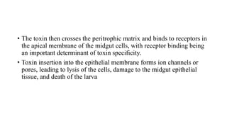 • The toxin then crosses the peritrophic matrix and binds to receptors in
the apical membrane of the midgut cells, with receptor binding being
an important determinant of toxin specificity.
• Toxin insertion into the epithelial membrane forms ion channels or
pores, leading to lysis of the cells, damage to the midgut epithelial
tissue, and death of the larva
 