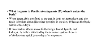 • What happens to Bacillus thuringiensis (Bt) when it enters the
body?
• When eaten, Bt is confined to the gut. It does not reproduce, and the
toxin is broken down like other proteins in the diet. Bt leaves the body
within 2 to 3 days.
• If breathed in, Bt can move to the lungs, blood, lymph, and
kidneys. Bt is then attacked by the immune system. Levels
of Bt decrease quickly one day after exposure.
 