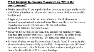 What happens to Bacillus thuringiensis (Bt) in the
environment?
• Toxins created by Bt are rapidly broken down by sunlight and in acidic
soil. Other microbes in soil can also break it down. Bt does not readily
leach in soil.
• It typically remains in the top several inches of soil. Bt remains
dormant in most natural soil conditions. However, there has been some
reproduction in nutrient rich soils. On the soil surface,
dormant Bt cells last only a few days.
• However, below the soil surface, they can last for months or years.
The half-life in unfavorable soil is about 4 months. Bt toxins break
down much faster. In one study, 12% remained after 15 days.
• In water, Bt does not readily reproduce. A study found Bt toxins in the
air were broken down rapidly by sunlight. Forty-one percent (41%) of
the toxin remained after 24 hours. On plant surfaces, sunlight breaks
down Bt; the half-life of Bt toxins is 1-4 days.
 
