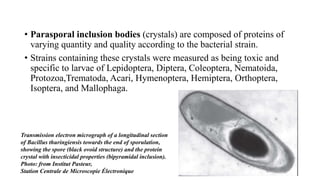 • Parasporal inclusion bodies (crystals) are composed of proteins of
varying quantity and quality according to the bacterial strain.
• Strains containing these crystals were measured as being toxic and
specific to larvae of Lepidoptera, Diptera, Coleoptera, Nematoida,
Protozoa,Trematoda, Acari, Hymenoptera, Hemiptera, Orthoptera,
Isoptera, and Mallophaga.
Transmission electron micrograph of a longitudinal section
of Bacillus thuringiensis towards the end of sporulation,
showing the spore (black ovoid structure) and the protein
crystal with insecticidal properties (bipyramidal inclusion).
Photo: from Institut Pasteur,
Station Centrale de Microscopie Électronique
 