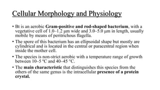 Cellular Morphology and Physiology
• Bt is an aerobic Gram-positive and rod-shaped bacterium, with a
vegetative cell of 1.0–1.2 μm wide and 3.0–5.0 μm in length, usually
mobile by means of peritrichous flagella.
• The spore of this bacterium has an ellipsoidal shape but mostly are
cylindrical and is located in the central or paracentral region when
inside the mother cell.
• The species is non-strict aerobic with a temperature range of growth
between 10–5 ºC and 40–45 °C.
• The main characteristic that distinguishes this species from the
others of the same genus is the intracellular presence of a protein
crystal.
 