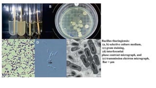 Bacillus thuringiensis:
(a, b) selective culture medium,
(c) gram staining,
(d) interferential
phase contrast micrograph, and
(e) transmission electron micrograph,
Bar = μm
 