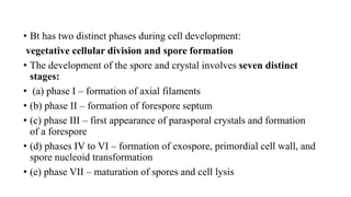 • Bt has two distinct phases during cell development:
vegetative cellular division and spore formation
• The development of the spore and crystal involves seven distinct
stages:
• (a) phase I – formation of axial filaments
• (b) phase II – formation of forespore septum
• (c) phase III – first appearance of parasporal crystals and formation
of a forespore
• (d) phases IV to VI – formation of exospore, primordial cell wall, and
spore nucleoid transformation
• (e) phase VII – maturation of spores and cell lysis
 