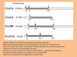 Prototoxin Fire BACILLUS THURINGIENSIS 2013.ppt