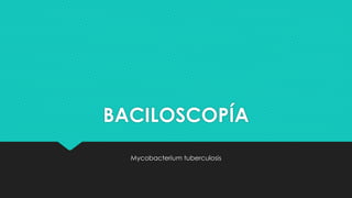 BACILOSCOPÍA
Mycobacterium tuberculosis
 