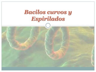 Bacilos curvos y
Espirilados
 