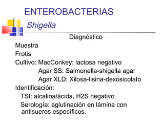 ENTEROBACTERIAS
Shigella
Diagnóstico

Muestra
Frotis
Cultivo: MacConkey: lactosa negativo
Agar SS: Salmonella-shigella agar
Agar XLD: Xilosa-lisina-dexosicolato
Identificación:
TSI: alcalina/ácida, H2S negativo
Serología: aglutinación en lámina con
antisueros específicos.

 