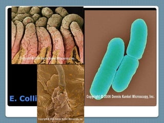 E. Colli
 